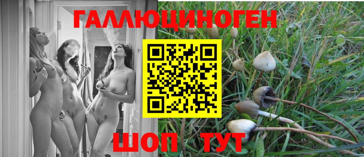 Галлюциногенные грибы Psilocybe Усть-Илимск